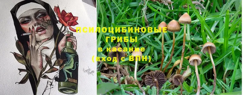 mega зеркало  Сыктывкар  Псилоцибиновые грибы Psilocybine cubensis 